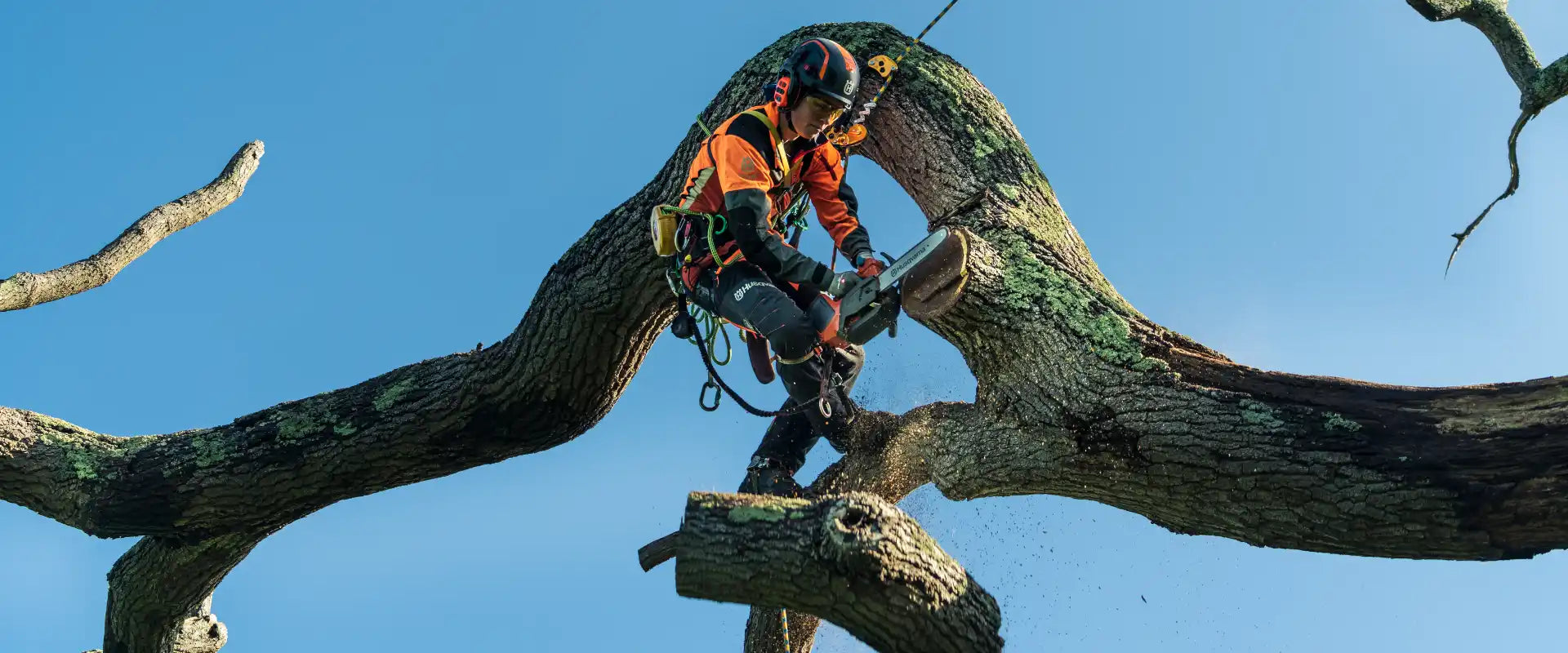 Arborist in safety gear using a chainsaw to prune a tree.