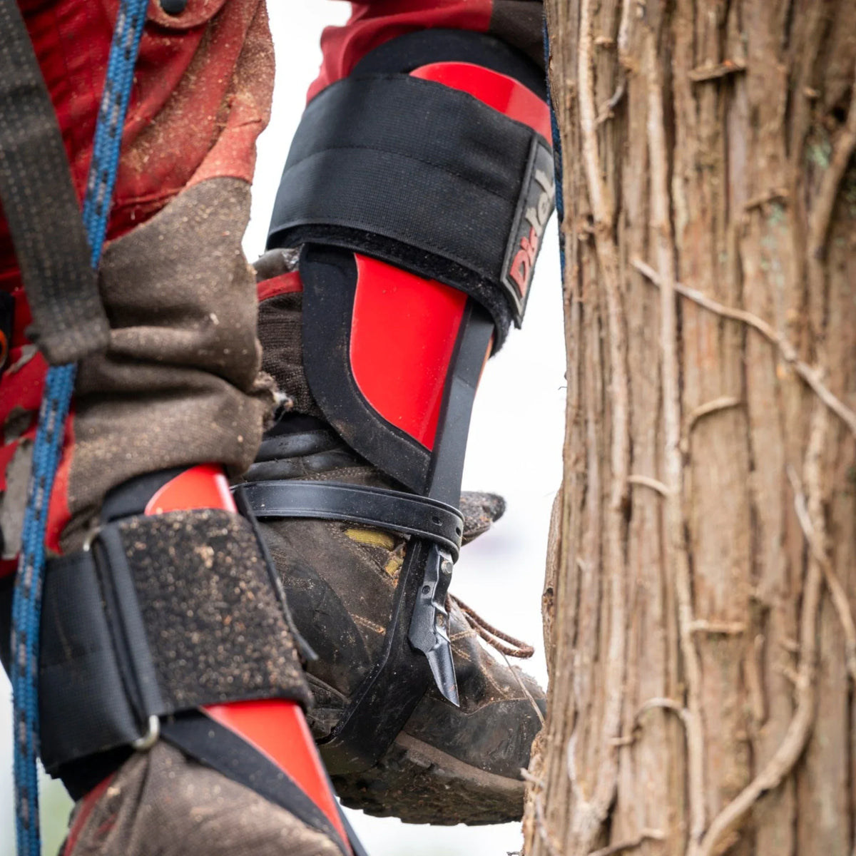 Distel Steel 3.1 Climbing Spikes - Leather Strap - Arborist Accessory
