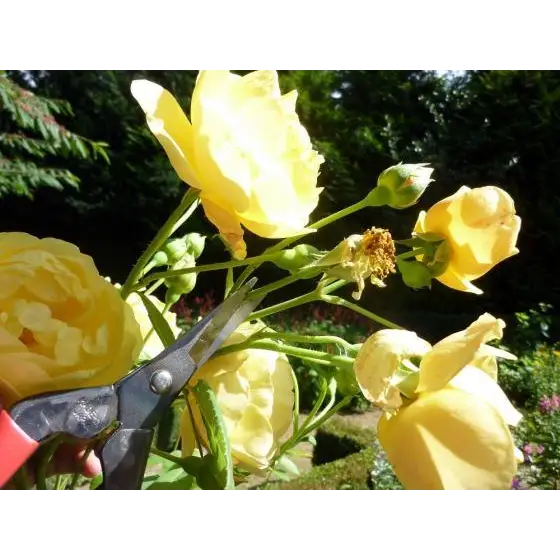 Okatsune Thinning Secateurs 304 - Skyland Equipment Ltd